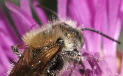 Osmia sp.